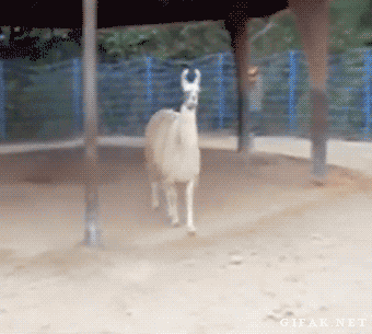 lama rejection gif